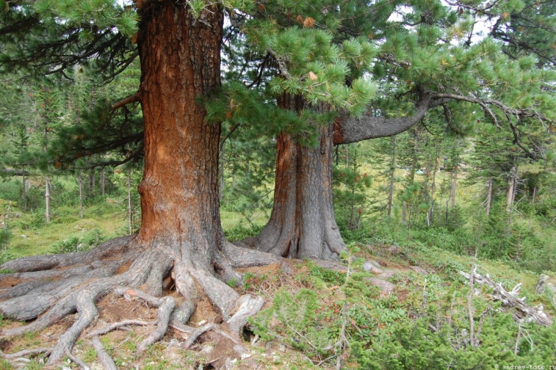 Вагонка кедр сибирский