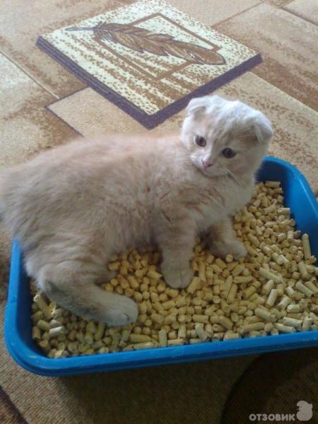 Для котов,кошек,котят